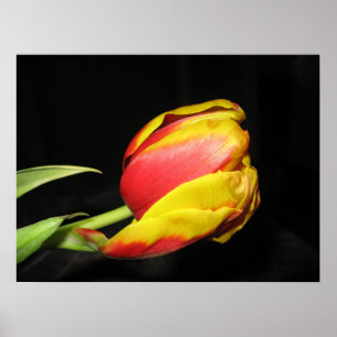 Tulip Poster