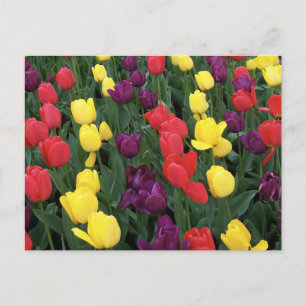 Tulip Rainbow Postcard