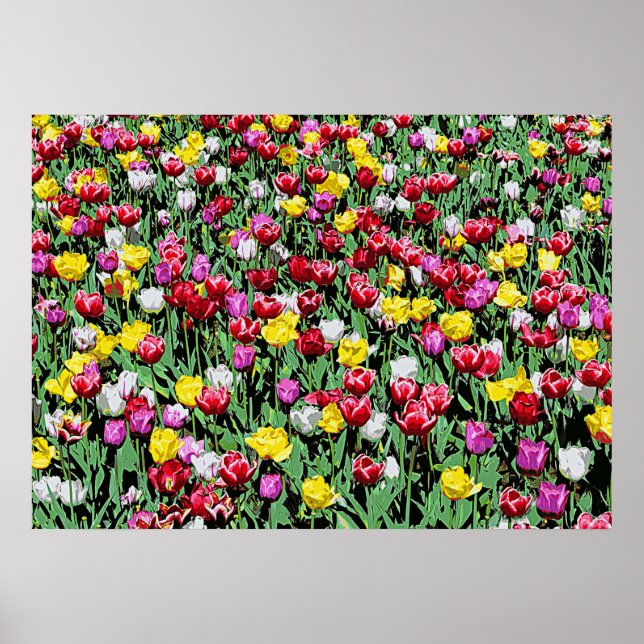 Tulip Riot -- Colourful Tulips Poster (Front)