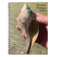 Tulip Shell Marine Snail Photography Custom Title