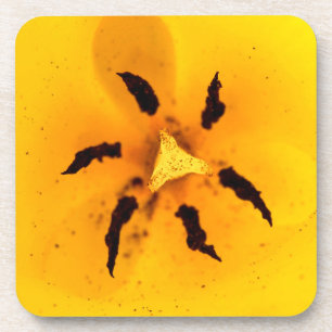 Tulip stamen and pollen coaster