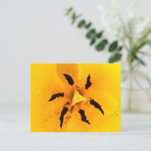 Tulip stamen and pollen postcard