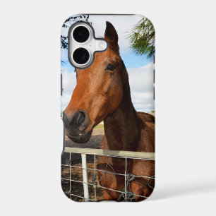 Tulip The Brown Bay Horse,