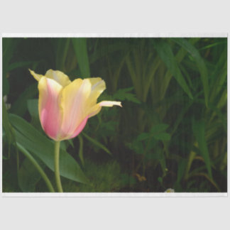 Tulip Tissue Paper