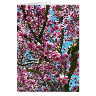 Tulip Tree