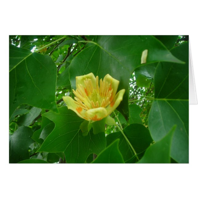 Tulip tree (Front Horizontal)