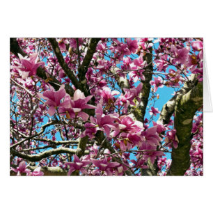 Tulip Tree