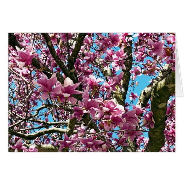Tulip Tree (Front Horizontal)