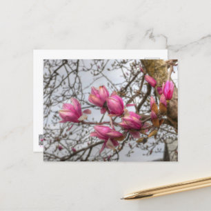 Tulip Tree Blossoms Postcard