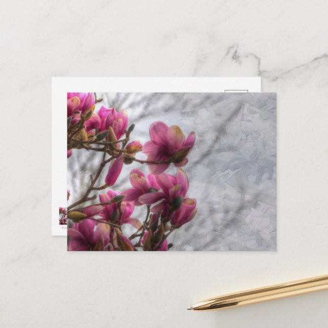 Tulip Tree Blossoms Postcard (Front/Back In Situ)