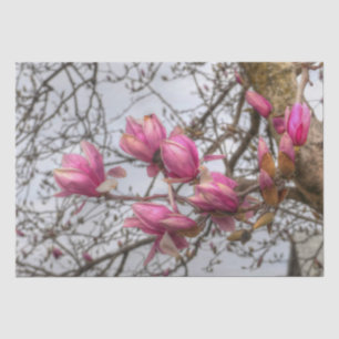 Tulip Tree Blossoms Tissue Paper