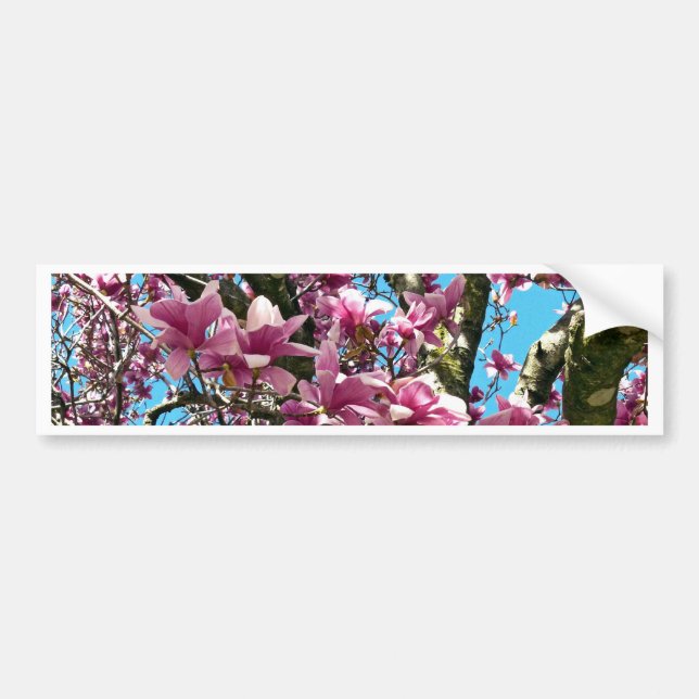 Tulip Tree Bumper Sticker (Front)