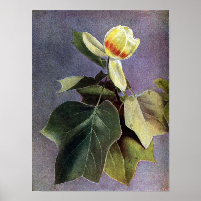Tulip Tree Flower Poster (Front)