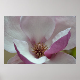 Tulip Tree Flower Poster
