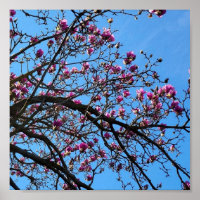 Tulip Tree in Bloom