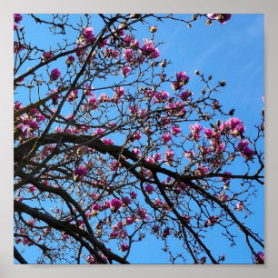 Tulip Tree in Bloom Poster