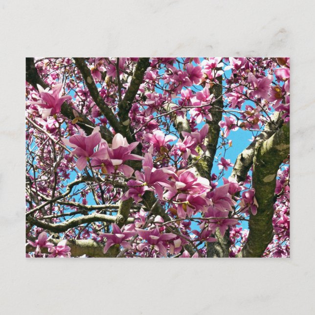 Tulip Tree Postcard (Front)