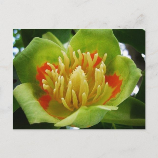 Tulip tree postcard (Liriodendron Tulipifera) (Front)