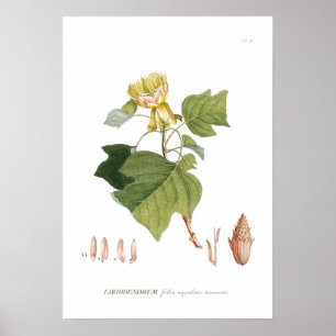 Tulip Tree Poster