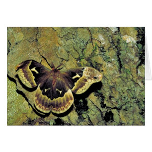 Tulip-tree silk moth