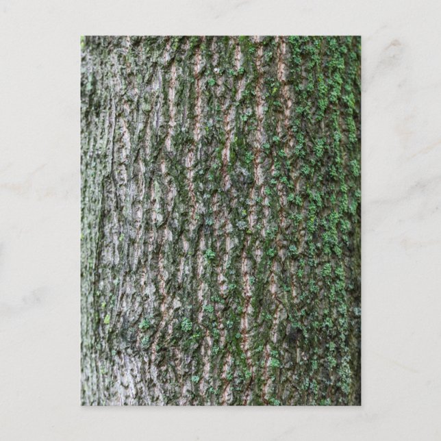 Tulip tree trunk postcard (Front)