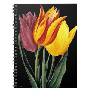 Tulip (Tulipa Gesneriana) Notebook