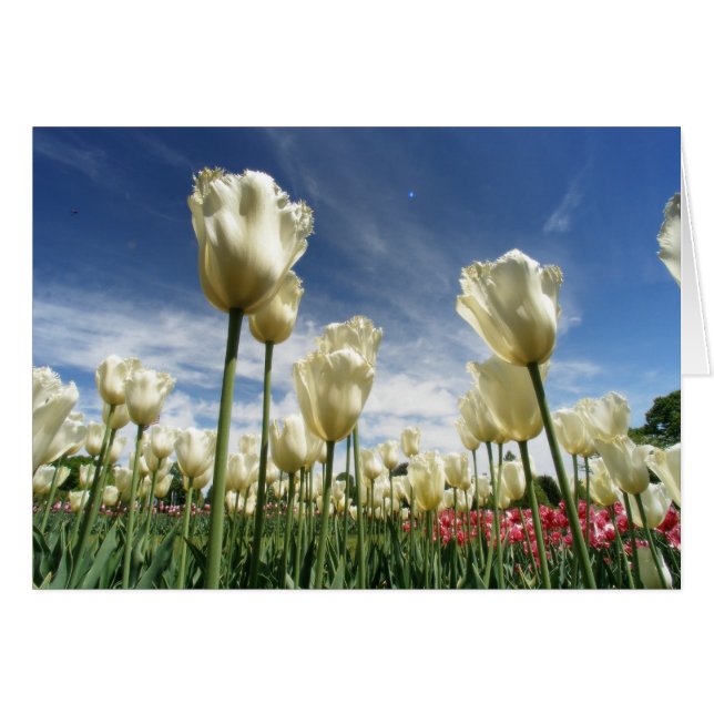 Tulip View (Front Horizontal)