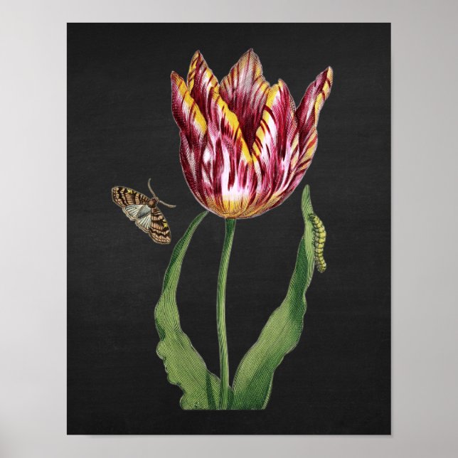 Tulip with Black Chalkboard Image Background no.1 Poster (Front)