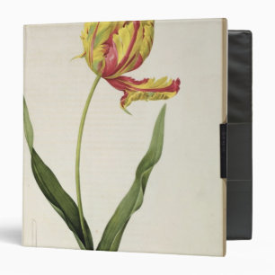 Tulipa gesneriana dracontia, from 'Les Binder