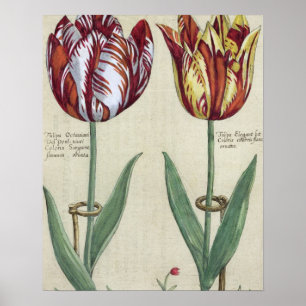 Tulipa Octaviani del pont, and Tulipa Elegant, fro Poster