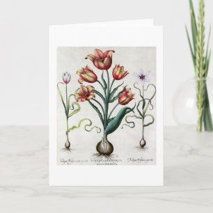 Tulipa Perfica non aperta, Tulipa Polyanthos Praco Card