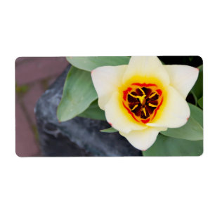 Tulipe