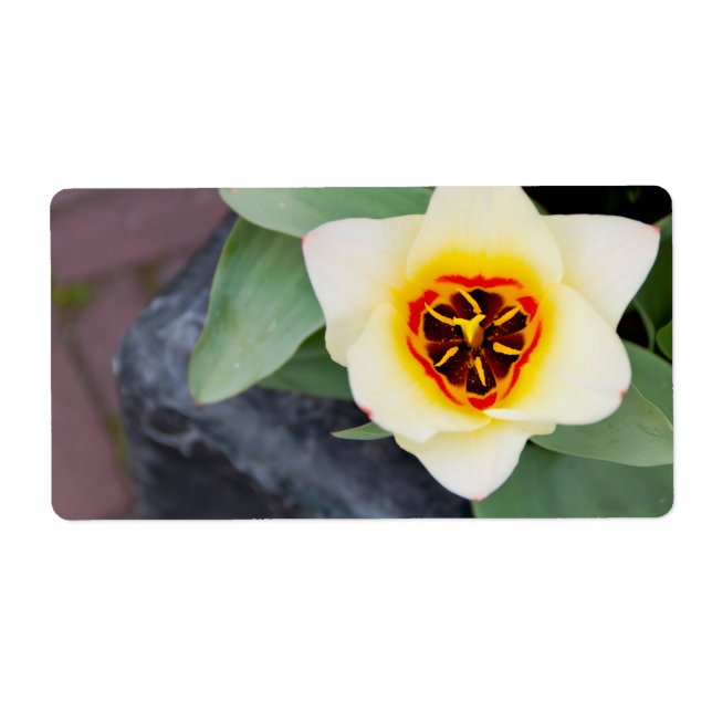 Tulipe (Devant)