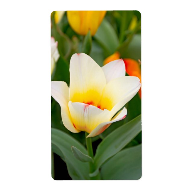 Tulipe (Devant)