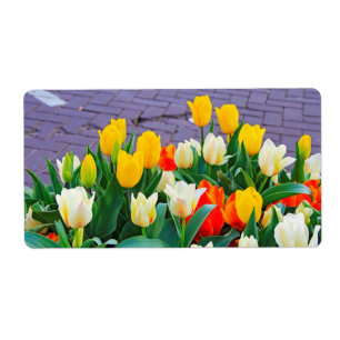 Tulipe