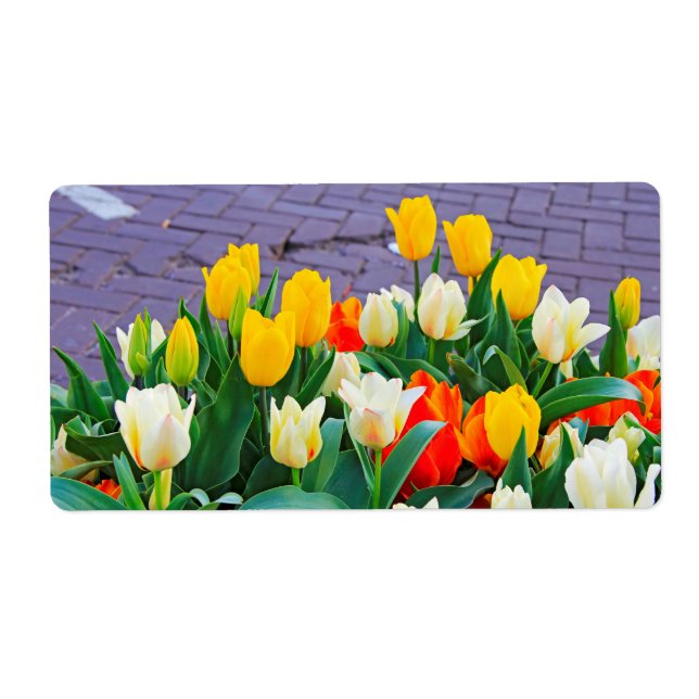 Tulipe (Devant)