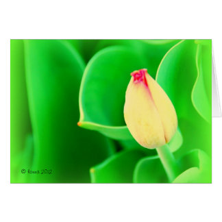 Tulipe
