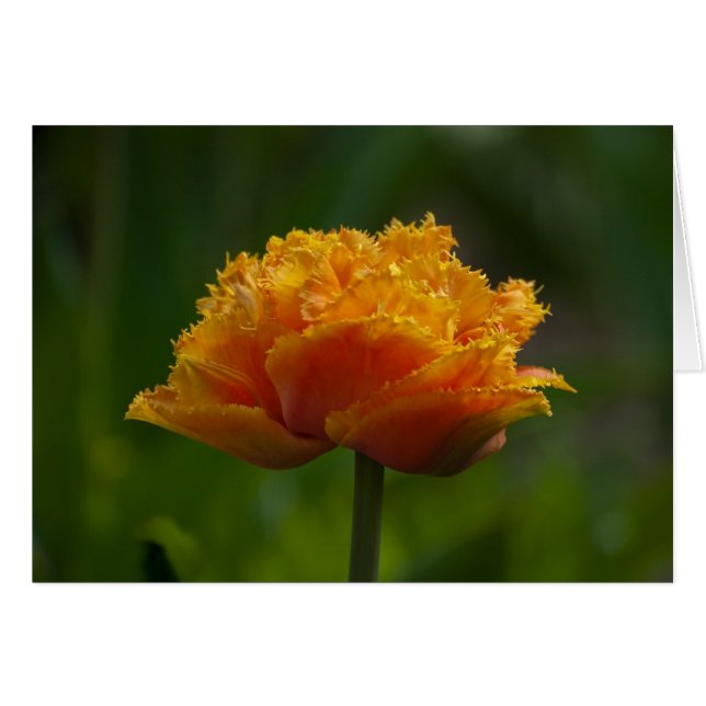 Tulipe au printemps (Devant horizontal)
