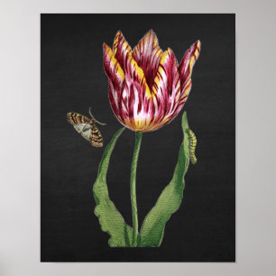 Tulipe avec tableau noir Arrière - plan d'image n°