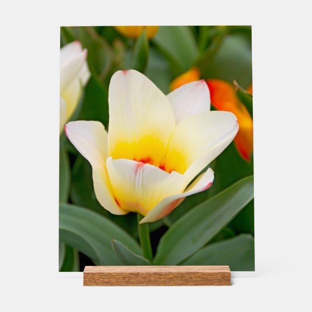 Tulipe blanche (Recto)