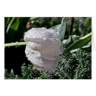 Tulipe blanche