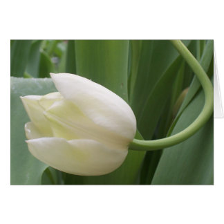 tulipe couleur