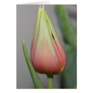 Tulipe de bourgeonnement #3
