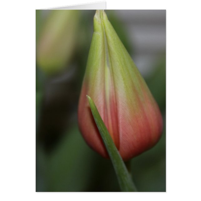 Tulipe de Budding #2 (Devant)