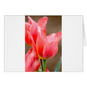 Tulipe de corail