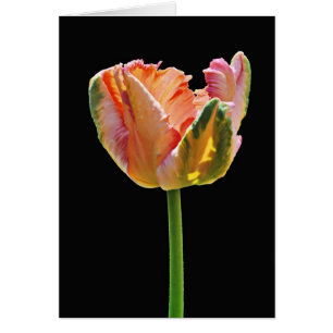 Tulipe de perroquet