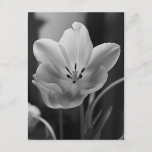 Tulipe de printemps en carte postale monochrome