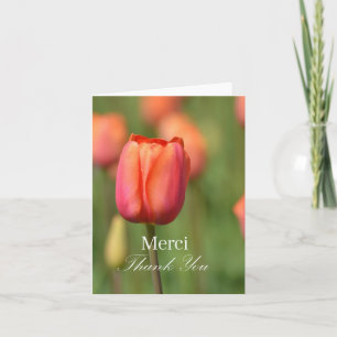 Tulipe de rose de Merci de Merci
