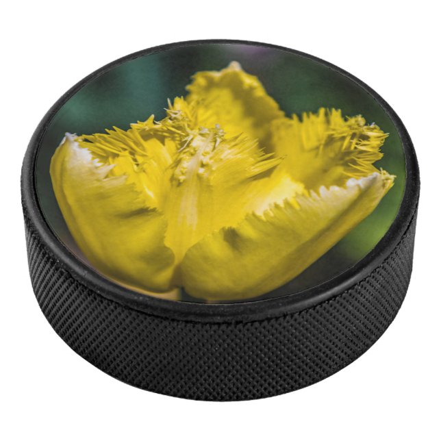 Tulipe jaune (3/4/2016 12:00:00 AM)