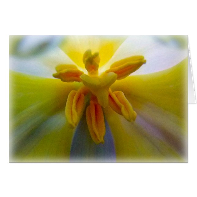 Tulipe jaune (Devant horizontal)